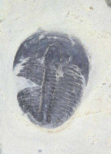 Elrathia Trilobite In Shale - Utah #55344